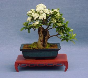 pyracantha 7.jpg
