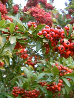 pyracantha 10.jpg