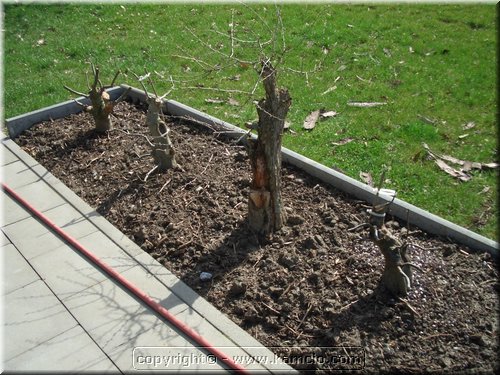 Maly przyklad jak grube drzewka sa sadzone jeszcze do gruntu