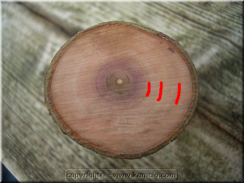 Na tym zdjeciu bardzo dobrze widac przyrost drzewka w ostatnich latach. Na poczatku drzewko bylo trzymane w doniczce. Dopiero potem zostalo posadzone do gruntu. Wystarczylo 4-5 lat (od pierwszej czerwonej kreski). Efekt mozecie sami zobaczyc.