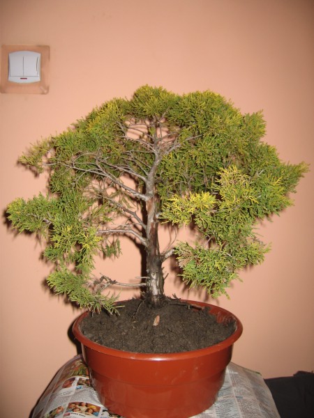 Front drzewka przed formowaniem.