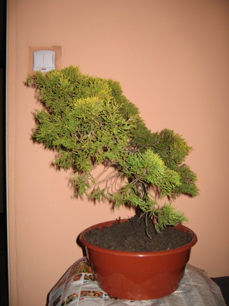 Lewa strona drzewka przed formowaniem.