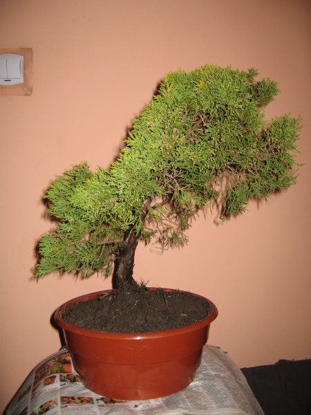 Prawa strona drzewka przed formowaniem.