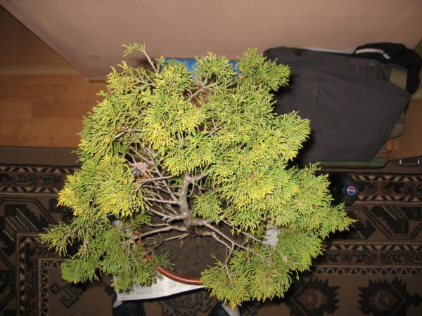 GĂłra drzewka przed formowaniem.