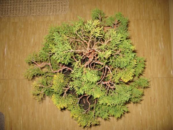 GĂłra drzewka po formowaniu.