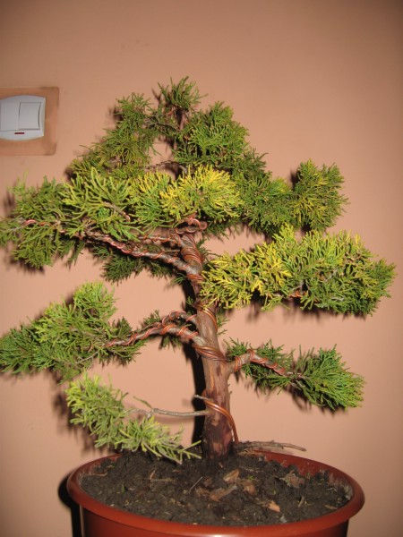 Front drzewka po formowaniu. Zastanawiam siĂŞ nad usuniĂŞciem tej maÂłej gaÂłÂązki po lewej stronie na samym dole.