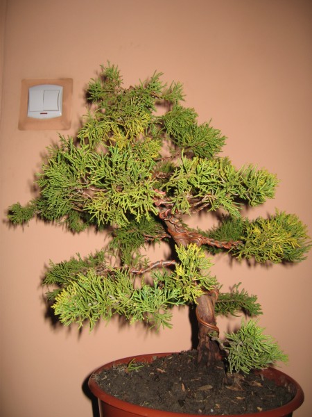 Lewa strona drzewka po formowaniu. Zastanawiam siĂŞ czy przypadkiem z tego nie zrobiĂŚ frontu drzewka.