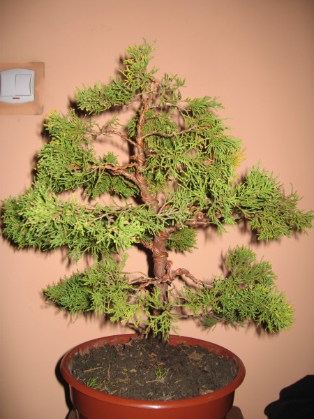 TyÂł drzewka po formowaniu.