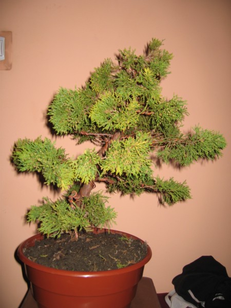 Przwa strona drzewka po formowaniu.