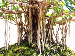 szeflera - korzenie powietrzne.jpg