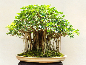 szeflera - korzenie powietrzne 2.jpg