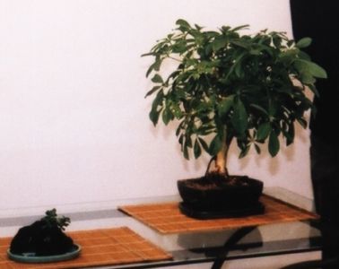 szeflera formowana od 12 lat po przez ciĂŞcie. WÂłaÂściciel: jacenty_3