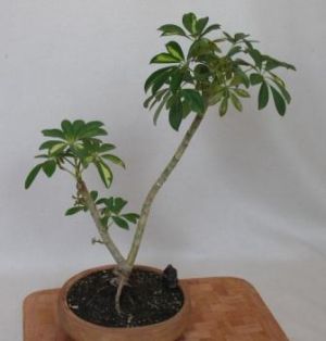 szeflera formowana od roku. WÂłaÂściciel: jacenty_3