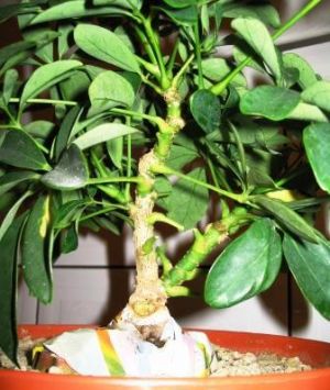 2 szeflera kamieĂą.jpg