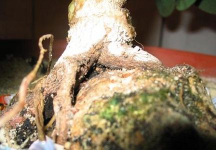 4 szeflera kamieĂą.jpg