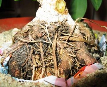 5 szeflera kamieĂą.jpg