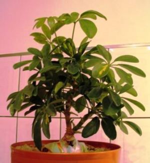 6 szeflera kamieĂą.jpg