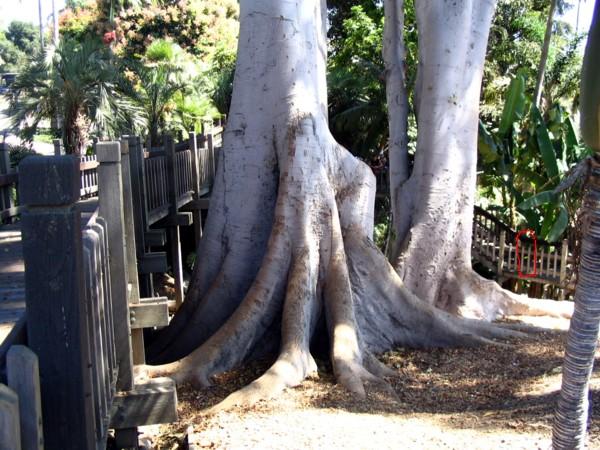 tropical_tree_balboa_park.JPG