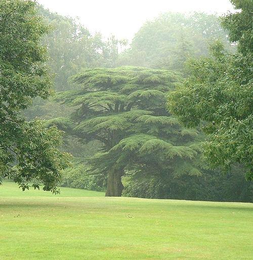 cedrus_at_tatton_park_long_view_aug04_300.jpg