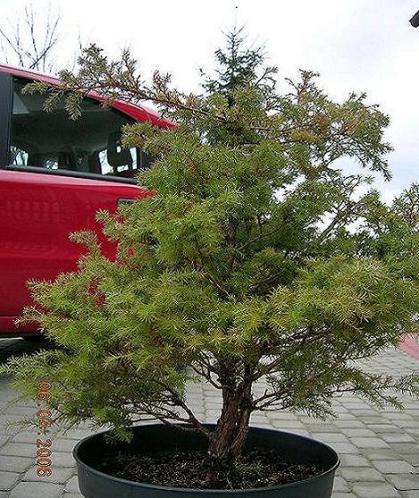 ale sie nameczylem z umieszczaniem