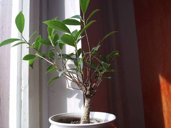 obecny wyglÂąg fikusa