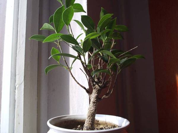 obecny wyglÂąg fikusa