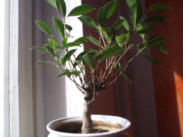 obecny wyglÂąg fikusa