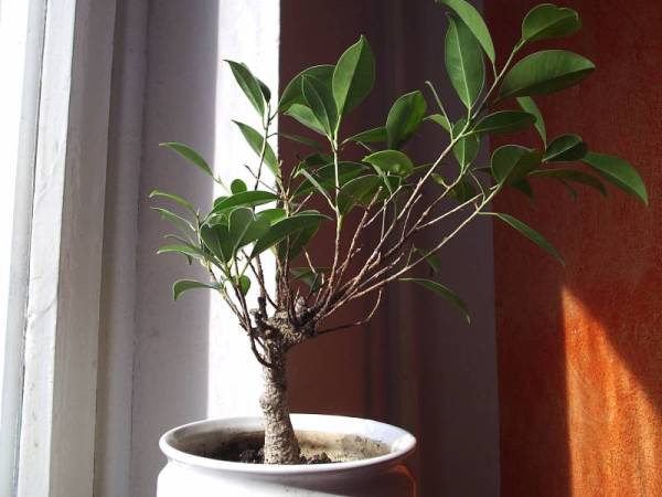 obecny wyglÂąg fikusa