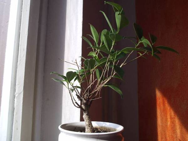 obecny wyglÂąg fikusa