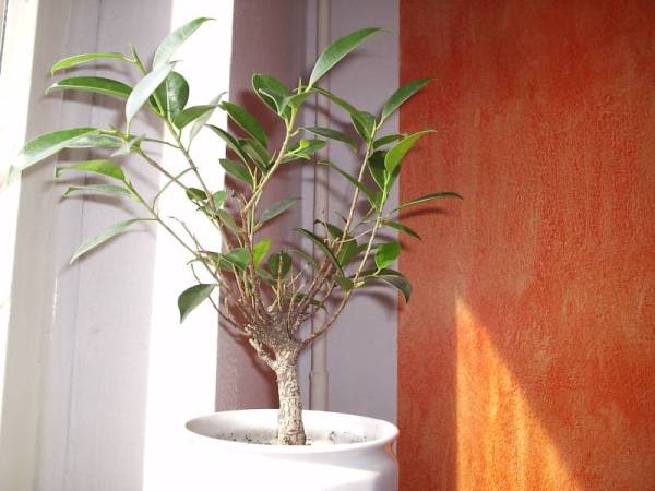 obecny wyglÂąg fikusa