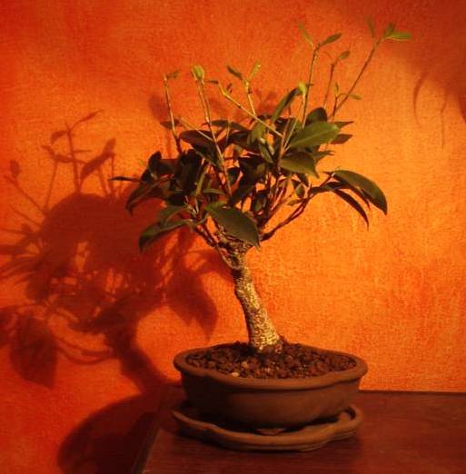 tak wyglÂądaÂł fikus gdy go dostaÂłem grudzieĂą 2005