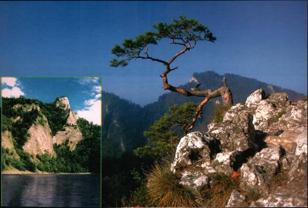 Sosna z Twojego, Evo obrazka.