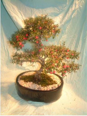 cotoneaster 4.jpg