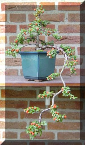 cotoneaster 7.jpg