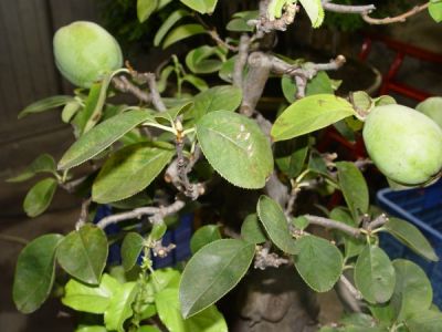 cydonia__oblonga 3.jpg