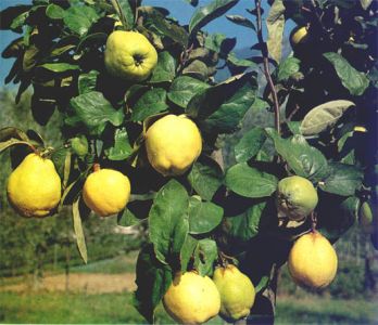 cydonia__oblonga 4.jpg