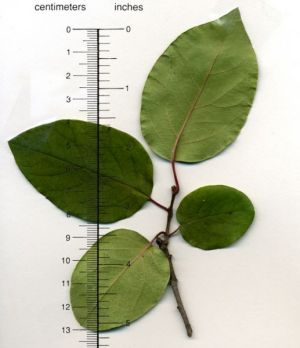 cydonia__oblonga 5.jpg