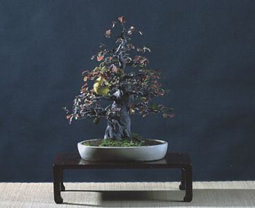 cydonia__sinensis 1.jpg