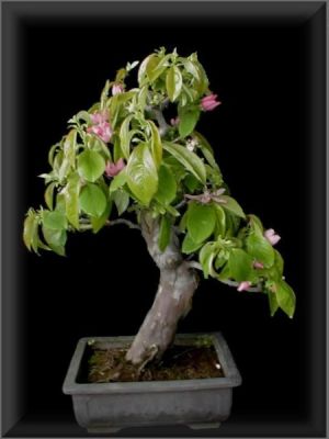 cydonia__sinensis 3.jpg