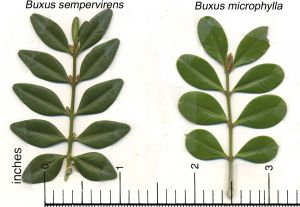 buxus 1.jpg