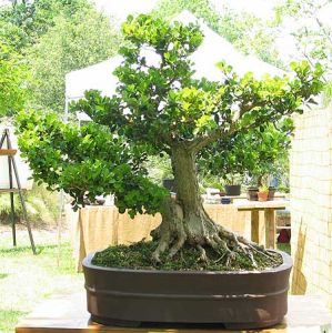 buxus microphylla 1.jpg