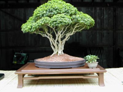 buxus microphylla 4.jpg