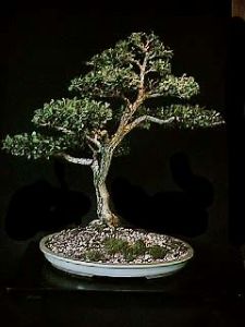 buxus microphylla 5.jpg