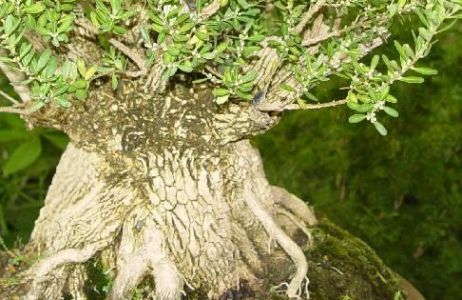 buxus microphylla 6.jpg