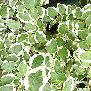 Ten <font color="#FF0000">napewno //ort</font> odpada