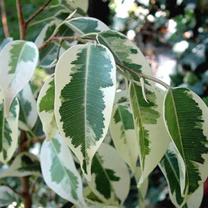 ficus-benjamina-variegata.jpg