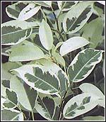 benjamina variegata.jpg