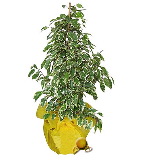 ficus benjamina starlight.jpg