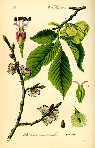 Illustration_Ulmus_carpinifolia.jpg