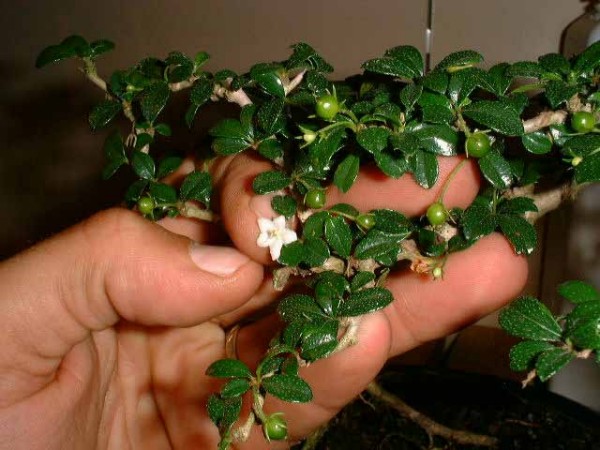 Carmona microphylla kwiat i owoce.jpg